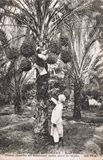 Mauritania, Africa - Arabs remove bad dates from date palms Mauritania, Africa - Arabs remove bad dates from date palms