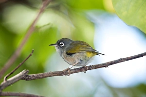 Mauritius Olive White-eye Mauritius Olive White-eye