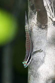 Mauritius ornate day gecko Mauritius ornate day gecko