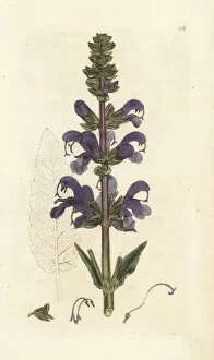 Salvia Gallery: Meadow clary, Salvia pratensis