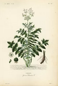 Meadowsweet or mead wort, Filipendula ulmaria
