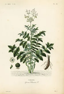 Meadowsweet or mead wort, Filipendula ulmaria Meadowsweet or mead wort, Filipendula ulmaria