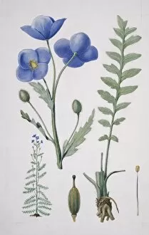 Potted Histories Gallery: Meconopsis napaulensis, blue poppy