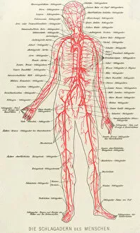 Medical/Anatomy/Blood
