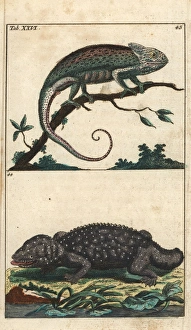 Mediterranean chameleon and tokay gecko Mediterranean chameleon and tokay gecko