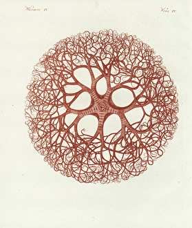 Medusa head coral, Gorgonocephalus caputmedusae Medusa head coral, Gorgonocephalus caputmedusae