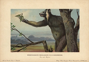 Megaladapis madagascariensis, Koala lemur Megaladapis madagascariensis, Koala lemur
