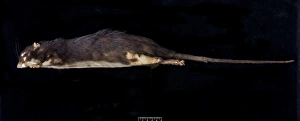 Megalomys desmarestii, antillean giant rice rat Megalomys desmarestii, antillean giant rice rat