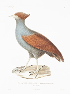 Megapodius decollatus, New Guinea megapode Megapodius decollatus, New Guinea megapode