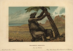Megatherium americanum, extinct genus of giant Megatherium americanum, extinct genus of giant