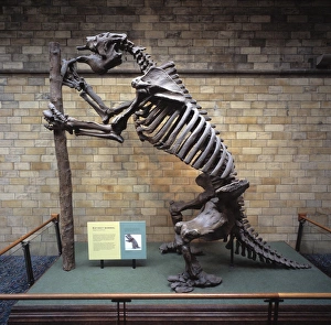 Megatherium americanum, giant ground sloth Megatherium americanum, giant ground sloth