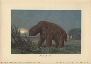 Megatherium americanum or Great Beast, genus Megatherium americanum or Great Beast, genus