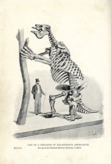 Megatherium americanum skeleton cast Megatherium americanum skeleton cast