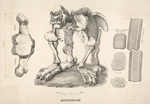Megatherium Giant Sloth Megatherium Giant Sloth