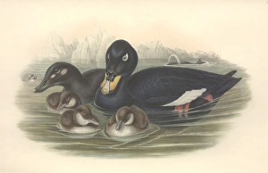 Melanitta fusca, white-winged scoter Melanitta fusca, white-winged scoter