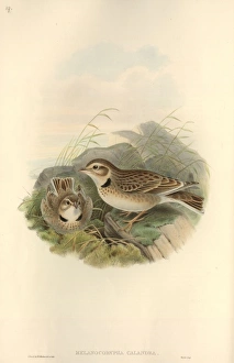Melanocorypha calandra, calandra lark Melanocorypha calandra, calandra lark