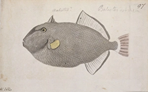 Melichthys vidua, pinktail triggerfish Melichthys vidua, pinktail triggerfish