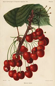 Mercer Gallery: Mercer cherry, Prunus avium