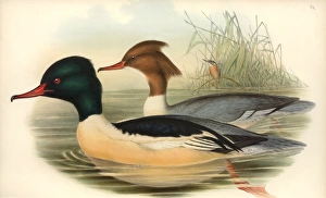 Mergus merganser, goosander, Alcedo atthis, common kingfishe Mergus merganser, goosander, Alcedo atthis, common kingfishe