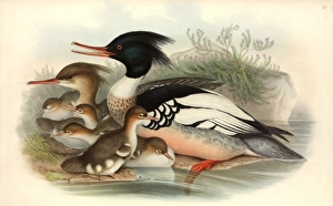 Mergus serrator, red-breasted merganser Mergus serrator, red-breasted merganser