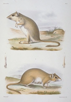 Meriones unguiculatus, Mongolian jird Meriones unguiculatus, Mongolian jird