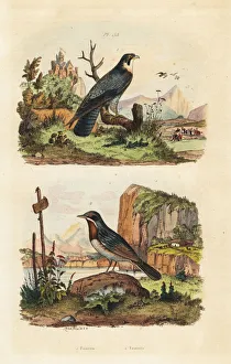 Fries Gallery: Merlin, Falco columbarius, and Moltonis warbler