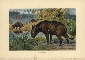 Merycoidodon or Oreodon, extinct genus of herbivore Merycoidodon or Oreodon, extinct genus of herbivore