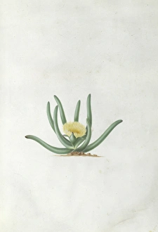 Mesembryanthemum calamiforme L. Var Mesembryanthemum calamiforme L. Var
