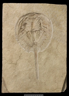 Mesolimulus, a fossil horseshoe crab Mesolimulus, a fossil horseshoe crab