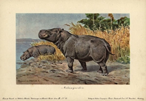 Metamynodon, extinct genus of amynodont perissodactyls Metamynodon, extinct genus of amynodont perissodactyls