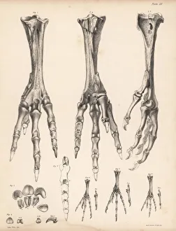 Metatarsus and toes of the dodo and various pigeons Metatarsus and toes of the dodo and various pigeons