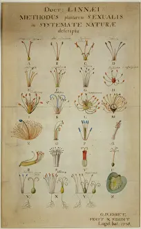 Prints of Watercolour by George Ehret Dionysius (1708- 1770), 1736. Original artwork held at the Natural History Museum, London Museum Prints: George Ehret's Watercolour Print of a Plant, 1736
