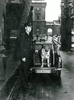 Metropolitan police officer with dog at back of van