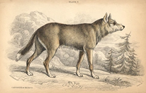 Mexican coyote, Canis latrans cagottis Mexican coyote, Canis latrans cagottis