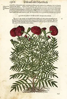 Mexican marigold or Aztec marigold, Tagetes erecta Mexican marigold or Aztec marigold, Tagetes erecta