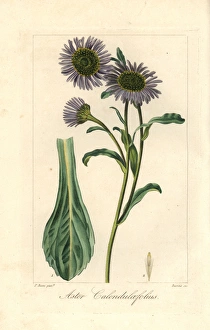 Michaelmas daisy, Aster calendulaefolius, native to Europe Michaelmas daisy, Aster calendulaefolius, native to Europe