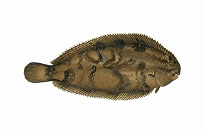 Microchirus variegatus, or Thickback Sole Microchirus variegatus, or Thickback Sole
