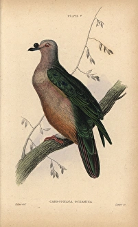 Micronesian Imperial-Pigeon, Ducula oceanica Micronesian Imperial-Pigeon, Ducula oceanica