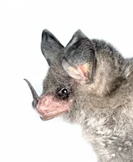 Phyllostomidae Gallery: Niceforos Big-eared Bat