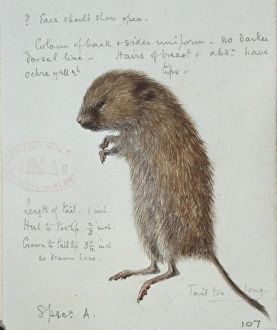 Microtus agrestis, field vole Microtus agrestis, field vole