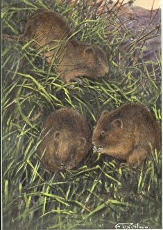 Microtus arvalis orcadensis, Orkney vole Microtus arvalis orcadensis, Orkney vole