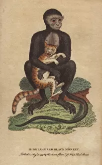 Middle-sized black monkey or langur, Cercopithecus maurus
