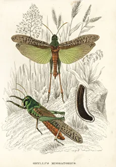 Migratory locusts and eggs, Locusta migratoria Migratory locusts and eggs, Locusta migratoria