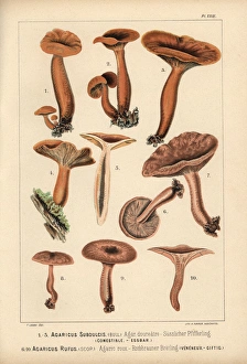 Mild milkcap, Lactarius subdulcis, edible Mild milkcap, Lactarius subdulcis, edible