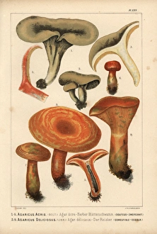 Milkcap, Lactarius acris, and Saffron milkcap Milkcap, Lactarius acris, and Saffron milkcap