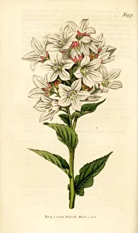 Milky bellflower, Campanula lactiflora Milky bellflower, Campanula lactiflora