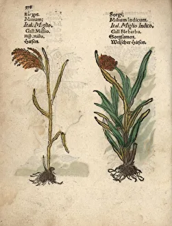 Millet, Panicum miliaceum, and great millet, Sorghum bicolor Millet, Panicum miliaceum, and great millet, Sorghum bicolor