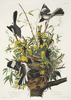 Mimus polyglottos, northern mockingbird Mimus polyglottos, northern mockingbird