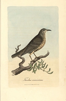 Misseltoe thrush, Mistle thrush, Turdus viscivorus Misseltoe thrush, Mistle thrush, Turdus viscivorus