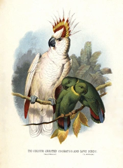 Mitchells cockatoo, Lophochroa leadbeateri Mitchells cockatoo, Lophochroa leadbeateri